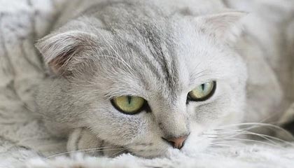 爱游戏真人体育娱乐-特色战术：各队独门绝技一网打尽，特种部队战术队形