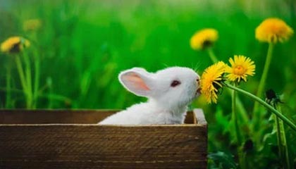 爱游戏真人体育娱乐-特色战术：各队独门绝技一网打尽，特种部队战术队形